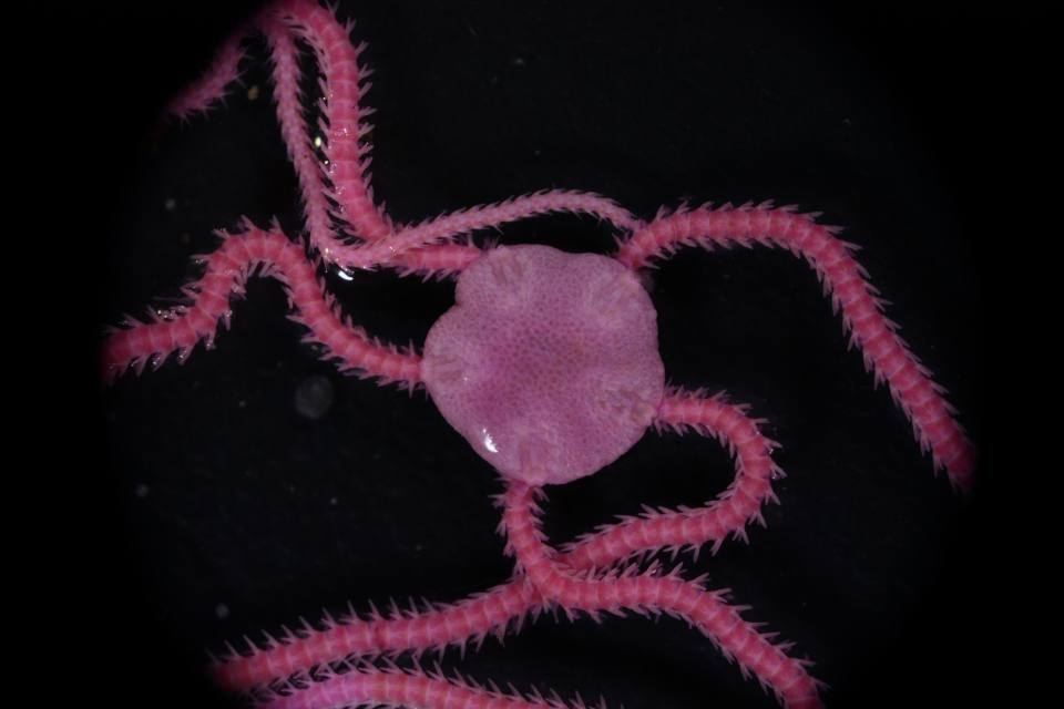 Image 2, A brittle star collected from the seafloor